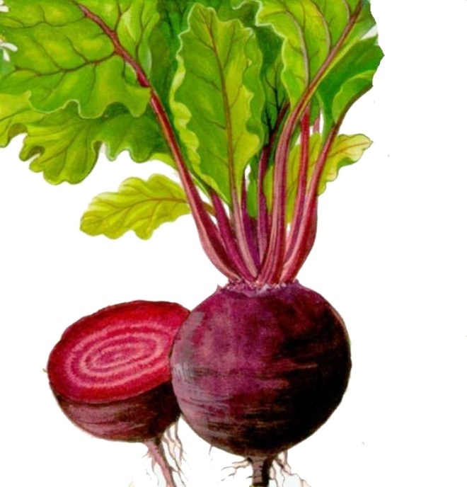 Gesund und wohlschmeckend - die rote Knolle, die ich so sehr liebe!